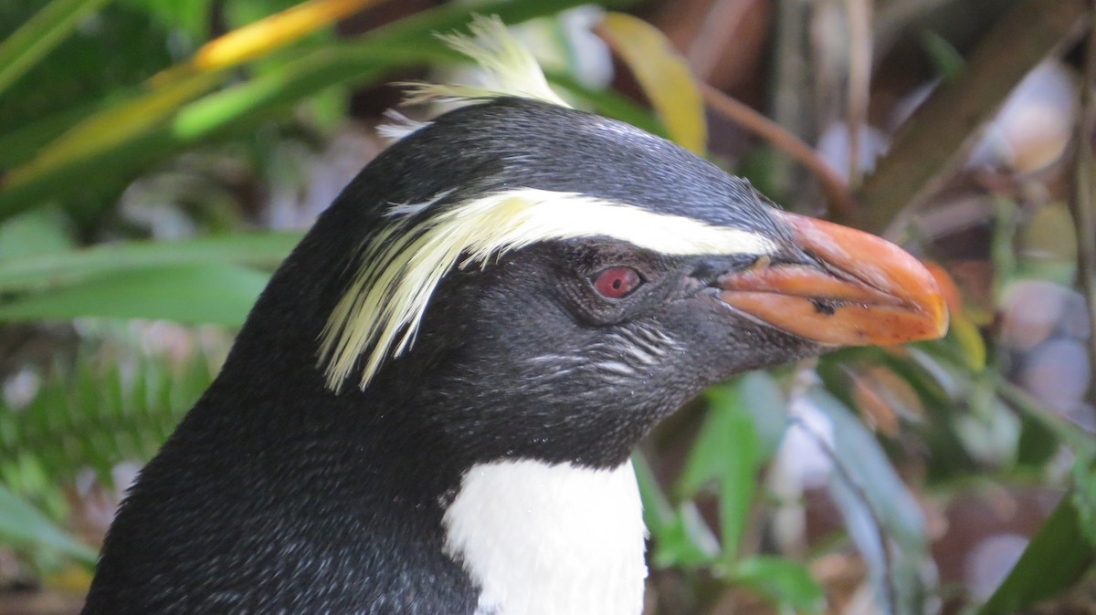 Fiordland Penguin - Bob Rigter