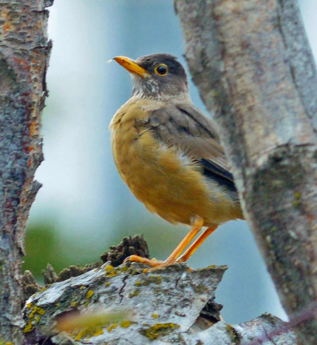 Austral Thrush - ML128946571