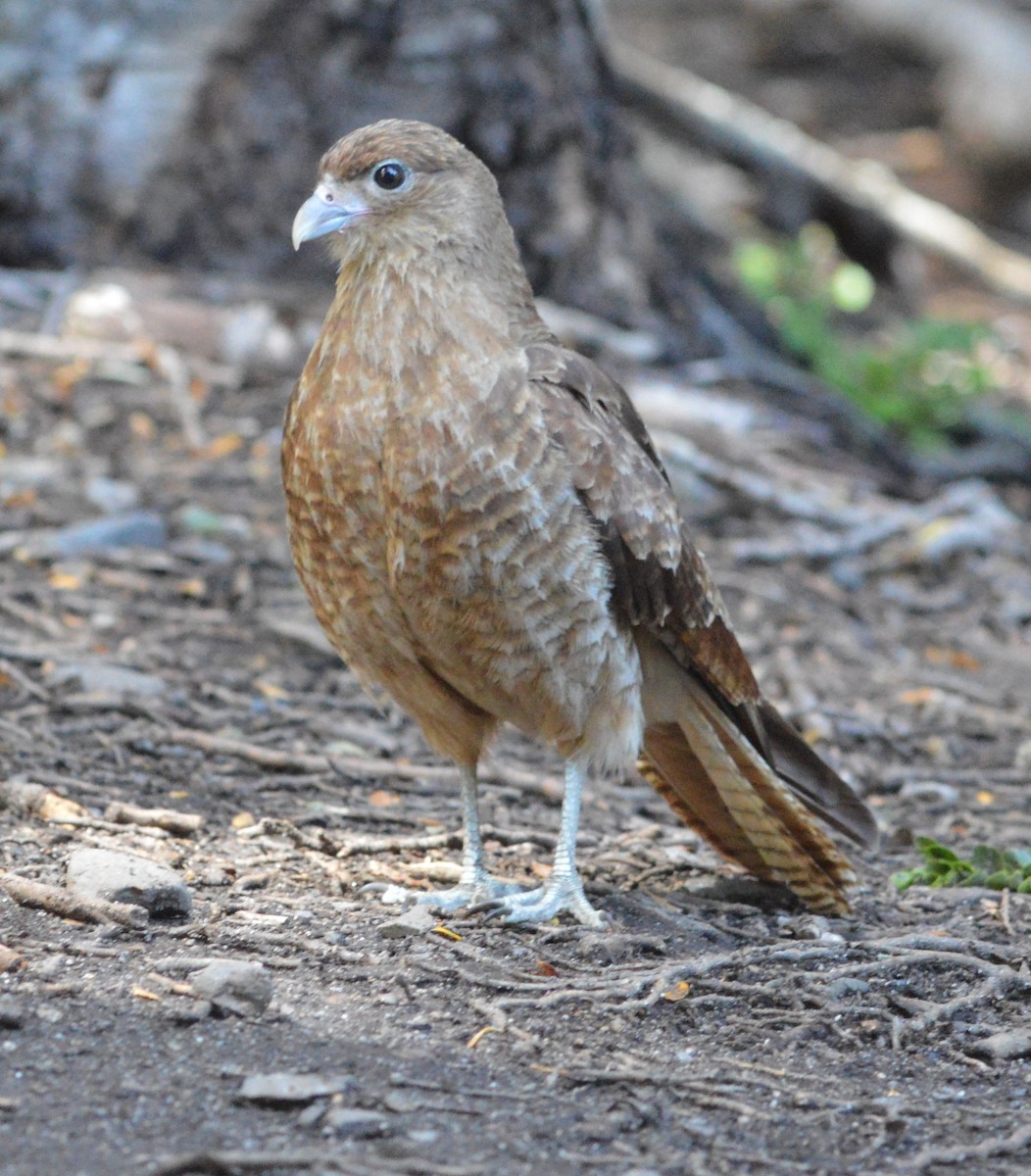 Chimango Caracara - ML128946621