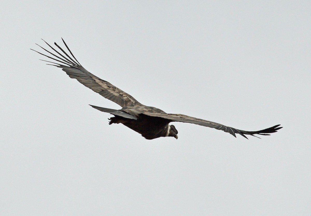 Condor des Andes - ML128946781