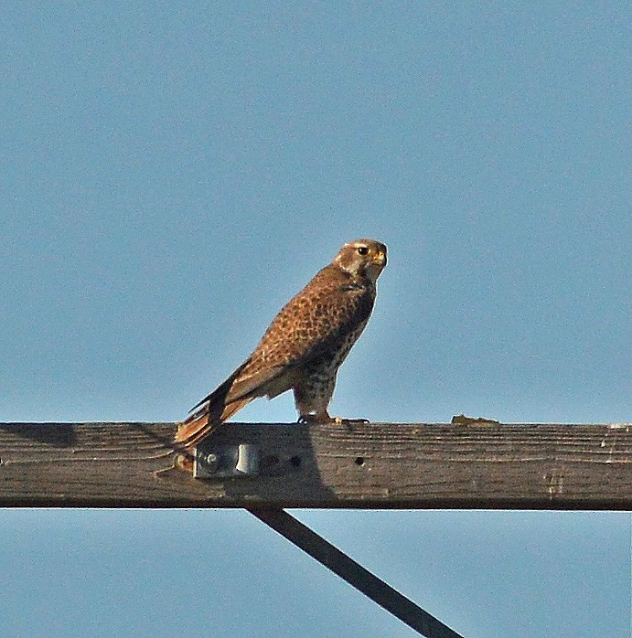 Prairie Falcon - ML128947821