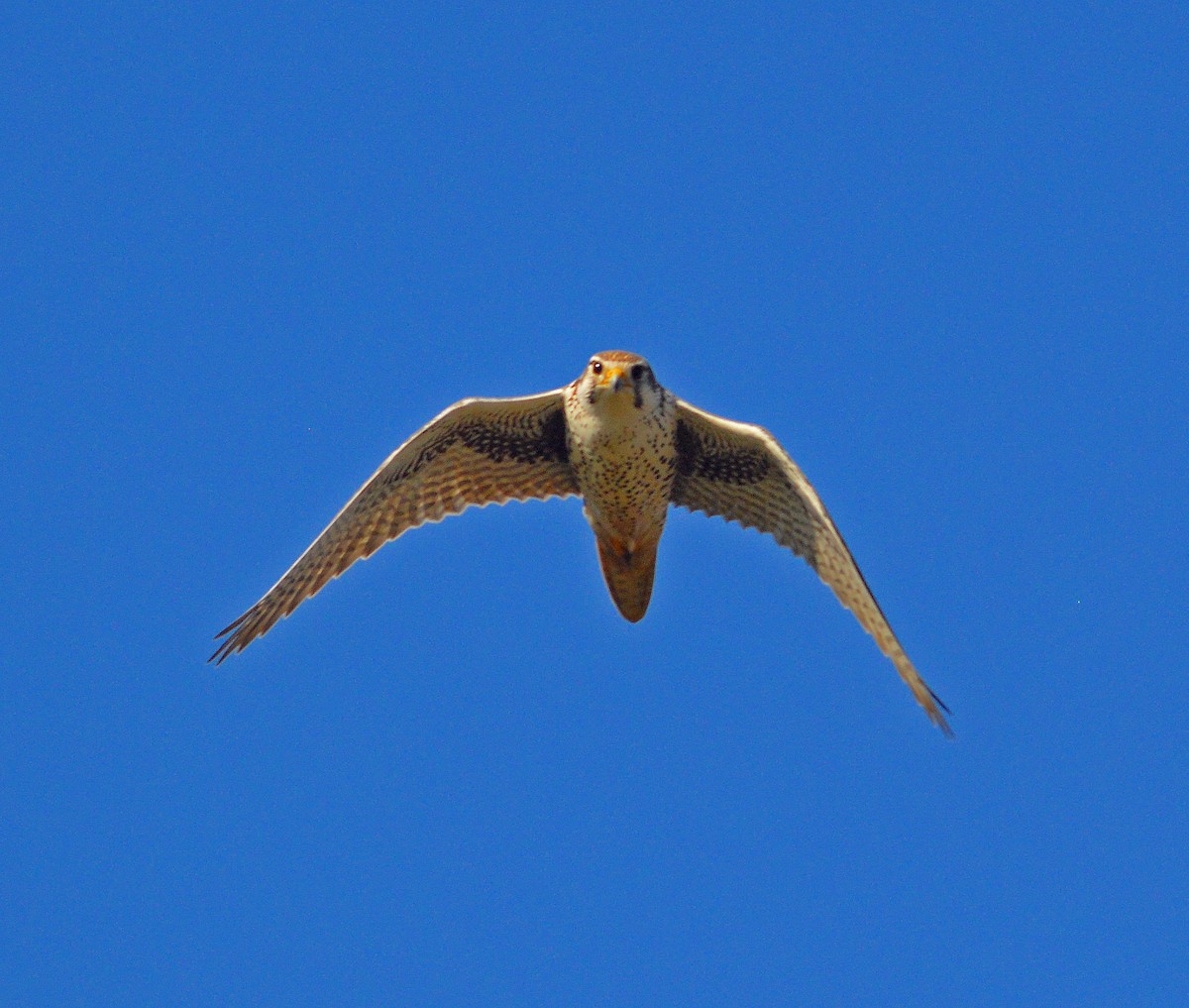 Prairie Falcon - ML128947831