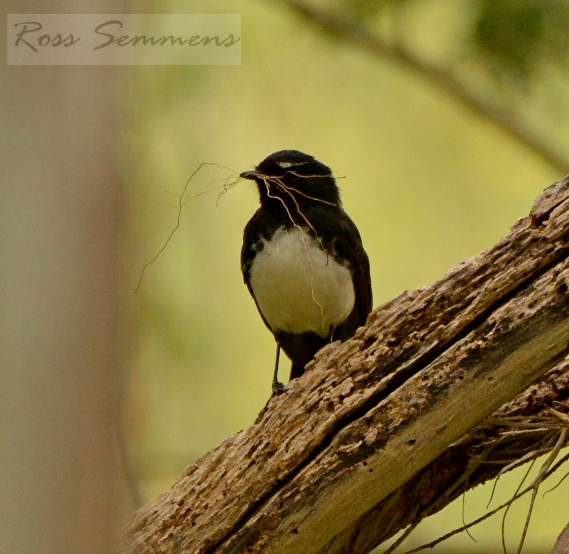 Willie-wagtail - ross semmens