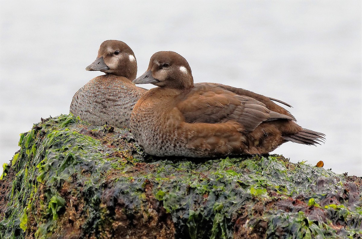 Harlequin Duck - ML128950221