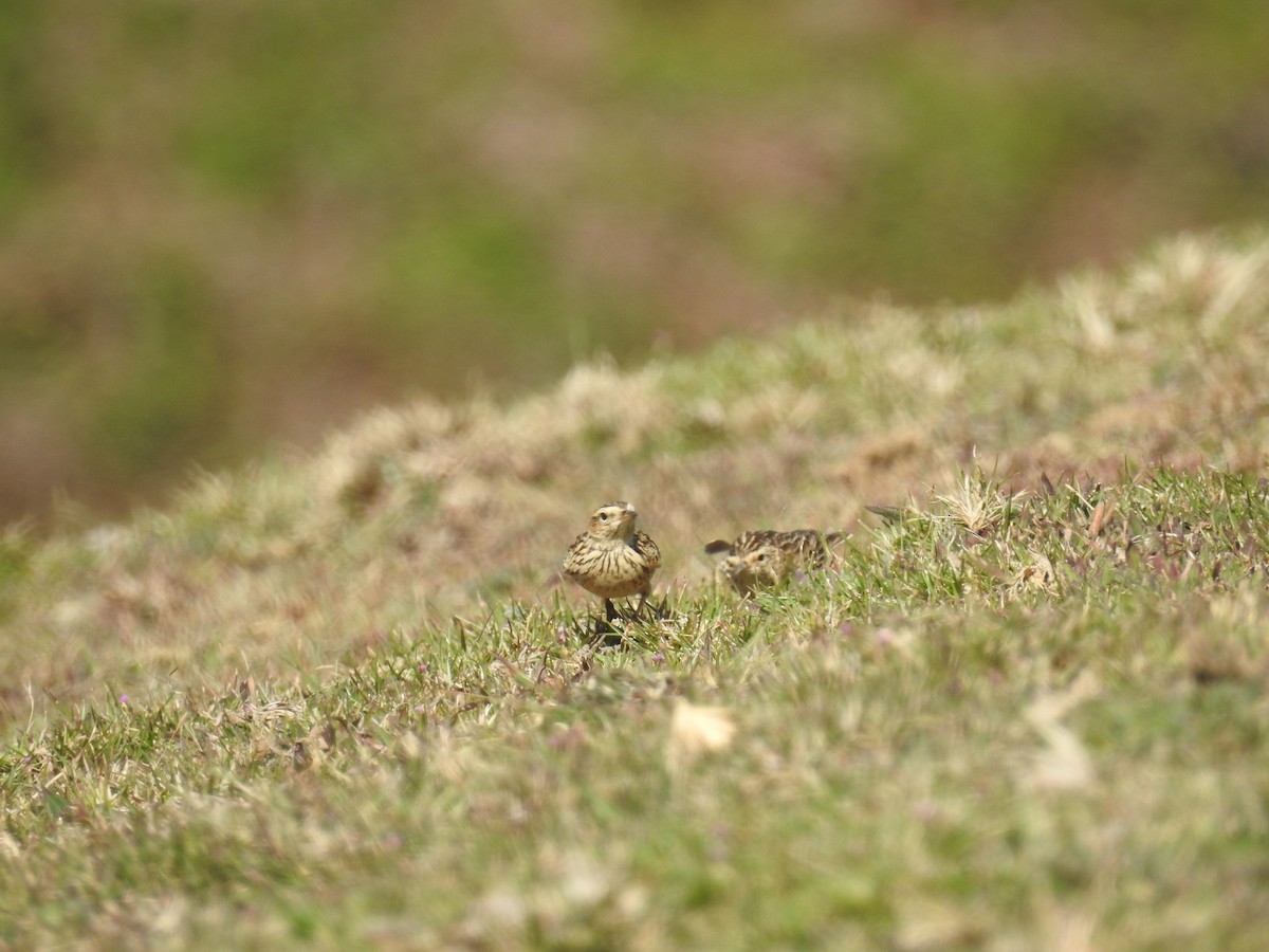 Дорнын болжмор - ML128951311