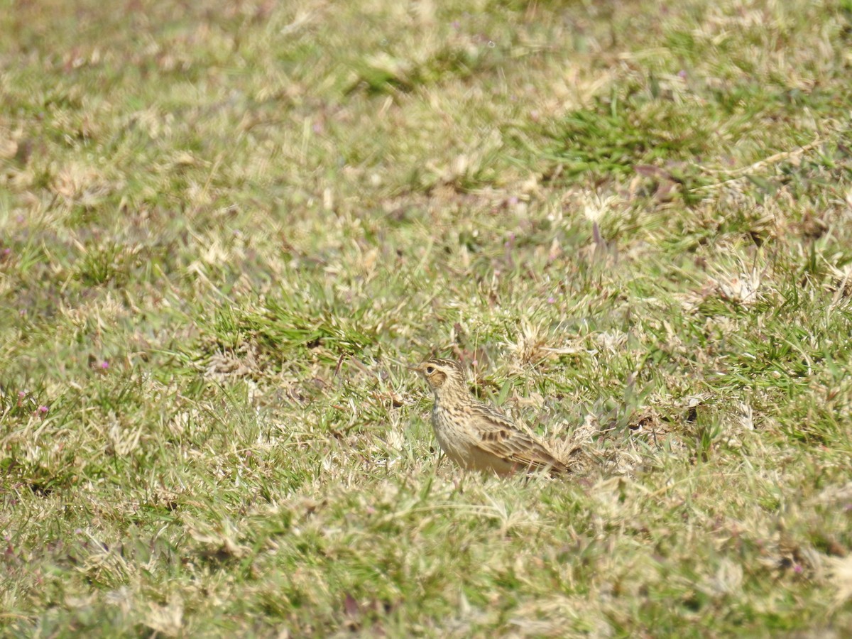 זרעית קטנה - ML128951321