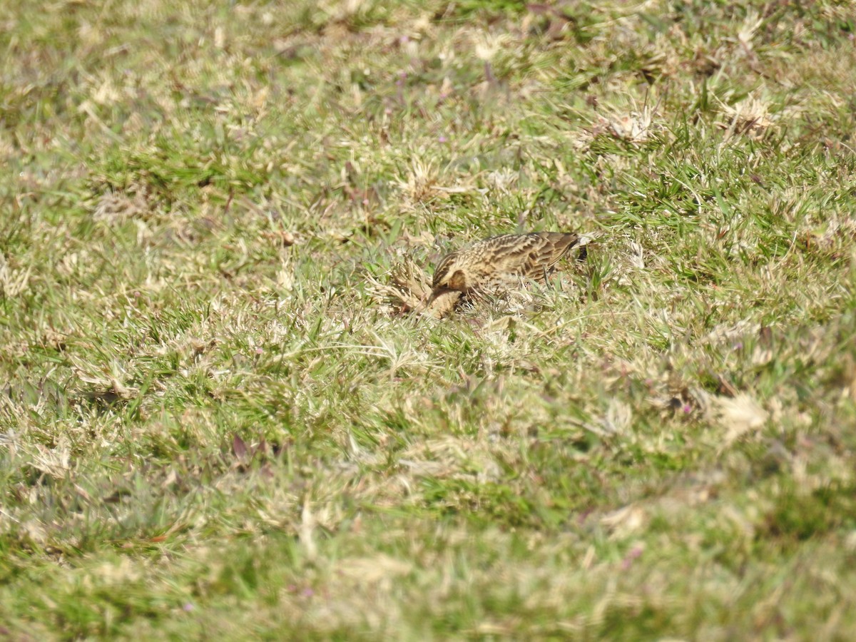 Дорнын болжмор - ML128951331