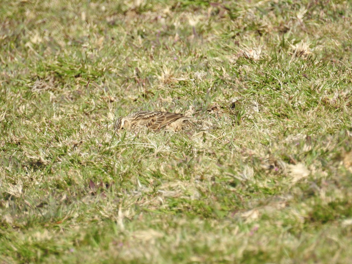 Oriental Skylark - ML128951351