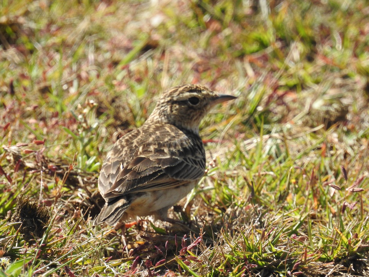 Oriental Skylark - ML128951581