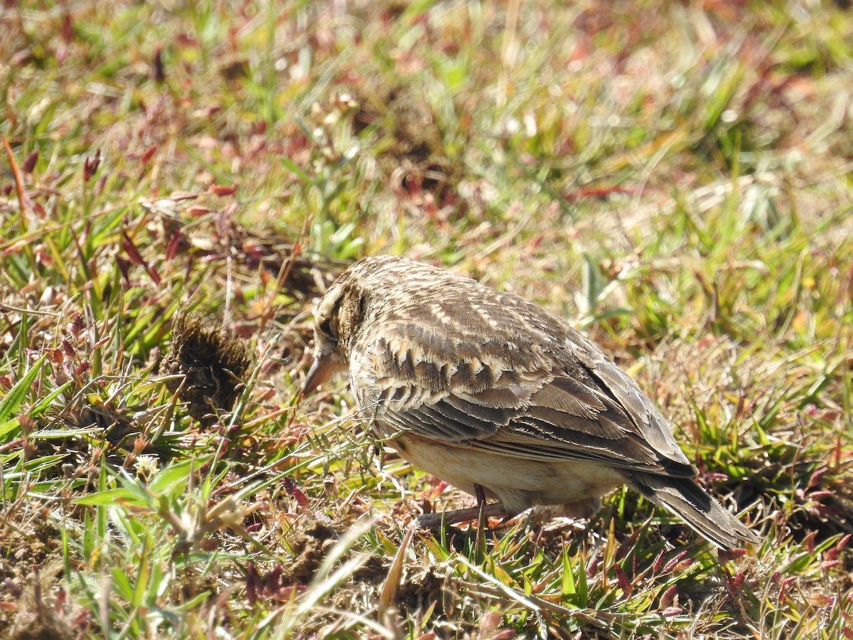 Дорнын болжмор - ML128951621