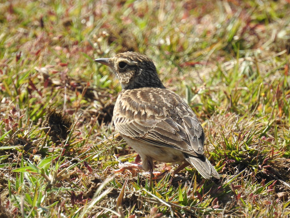 小雲雀 - ML128951641