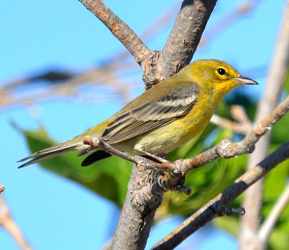 Pine Warbler - ML128951951