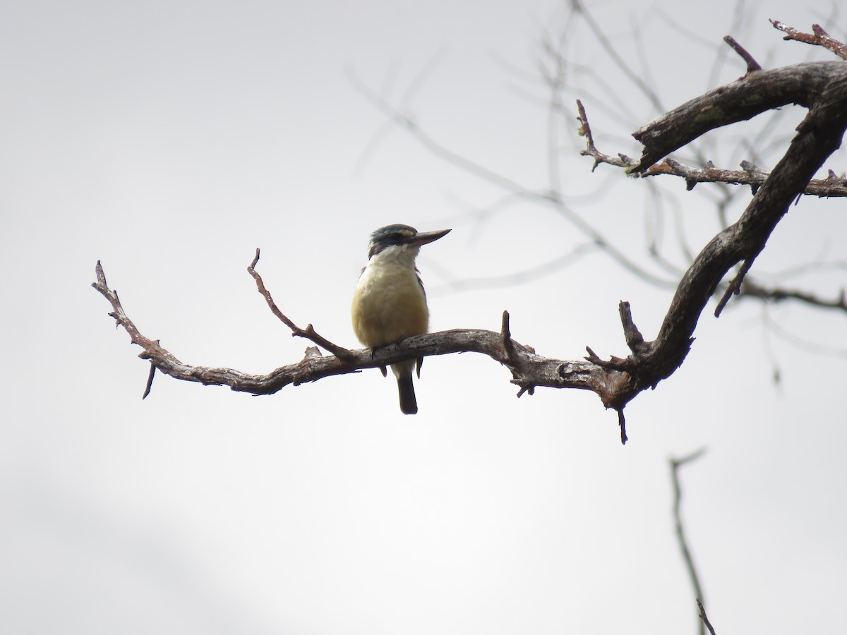 Sacred Kingfisher - ML128952051