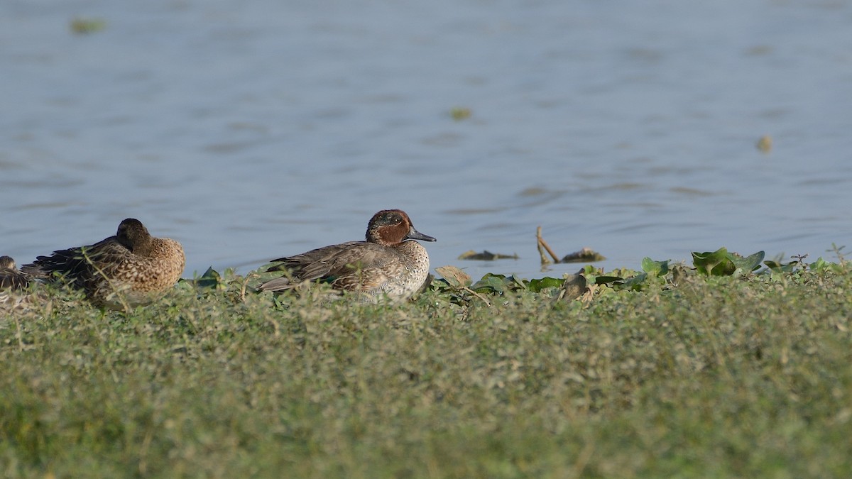 Green-winged Teal - ML128956701