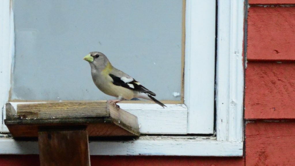 Evening Grosbeak - Frank King