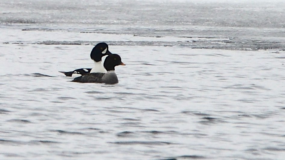 Barrow's Goldeneye - Frank King