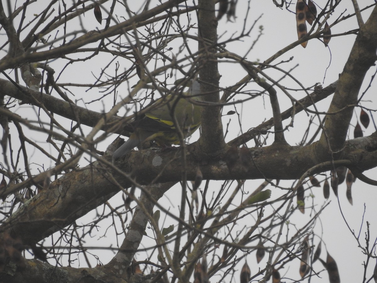 Orange-breasted Green-Pigeon - ML128958881