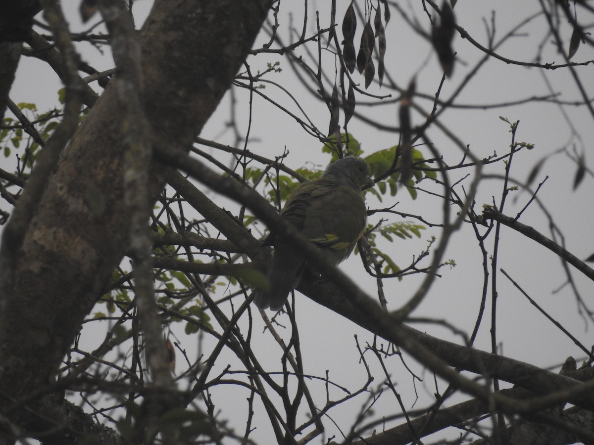 橙胸綠鳩 - ML128958891