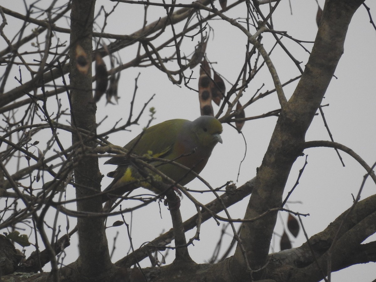 橙胸綠鳩 - ML128958911