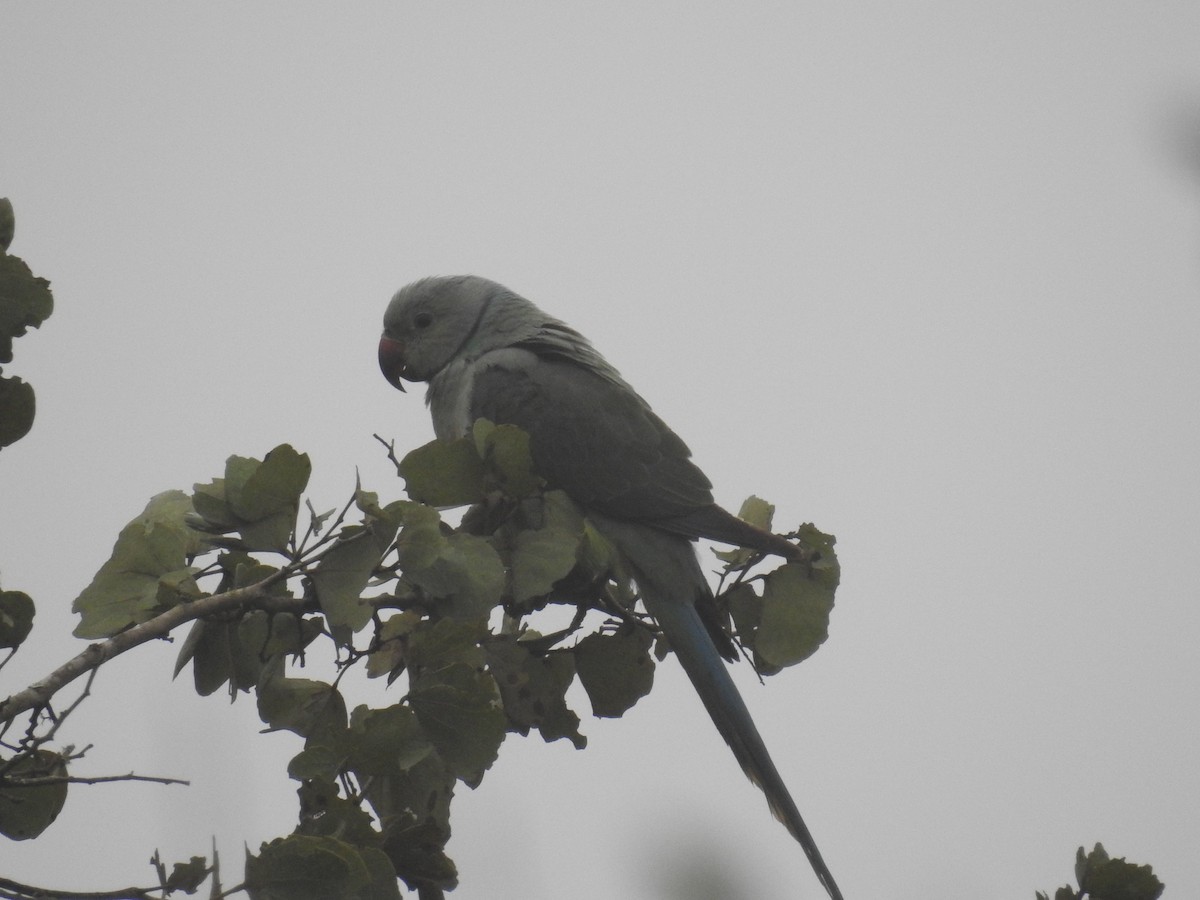 Malabar Yeşil Papağanı - ML128959161