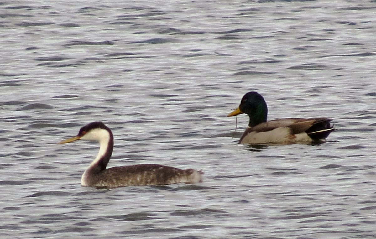 Western Grebe - Diane Drobka