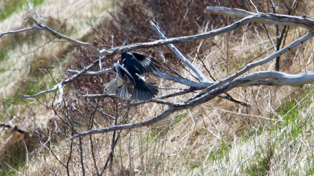 Belted Kingfisher - ML128963001