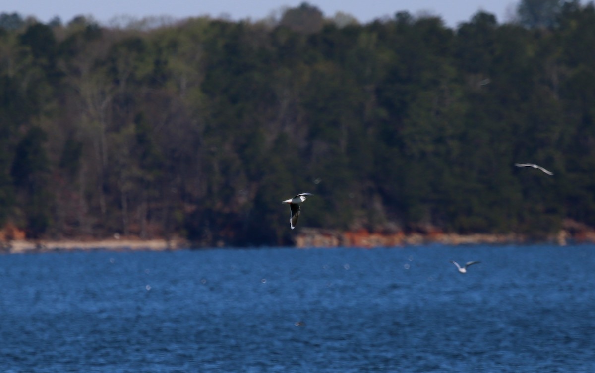 Little Gull - ML128972101