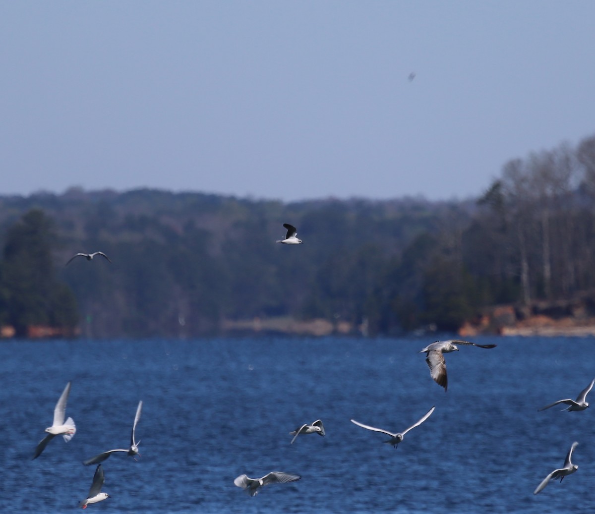 Little Gull - ML128972121