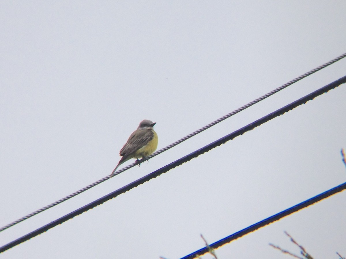 Tropical Kingbird - Andy Teucher