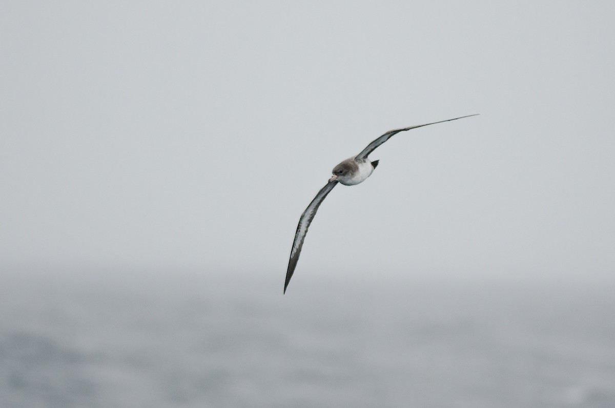 Pink-footed Shearwater - Andy Teucher