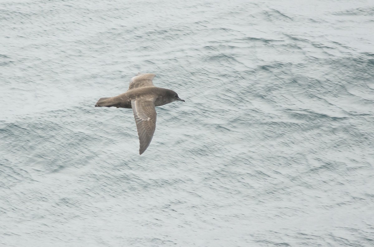 Sooty Shearwater - Andy Teucher