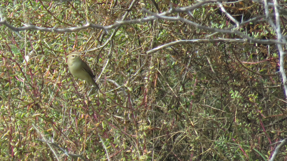Sykes's Warbler - ML128973401