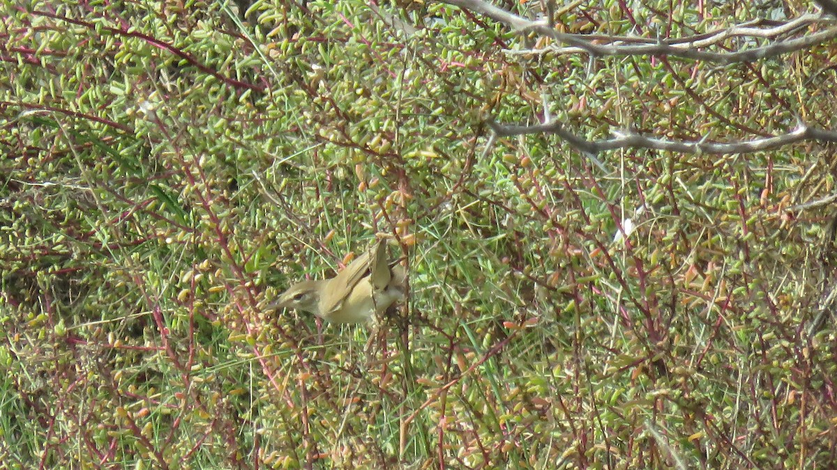 Sykes's Warbler - ML128973431