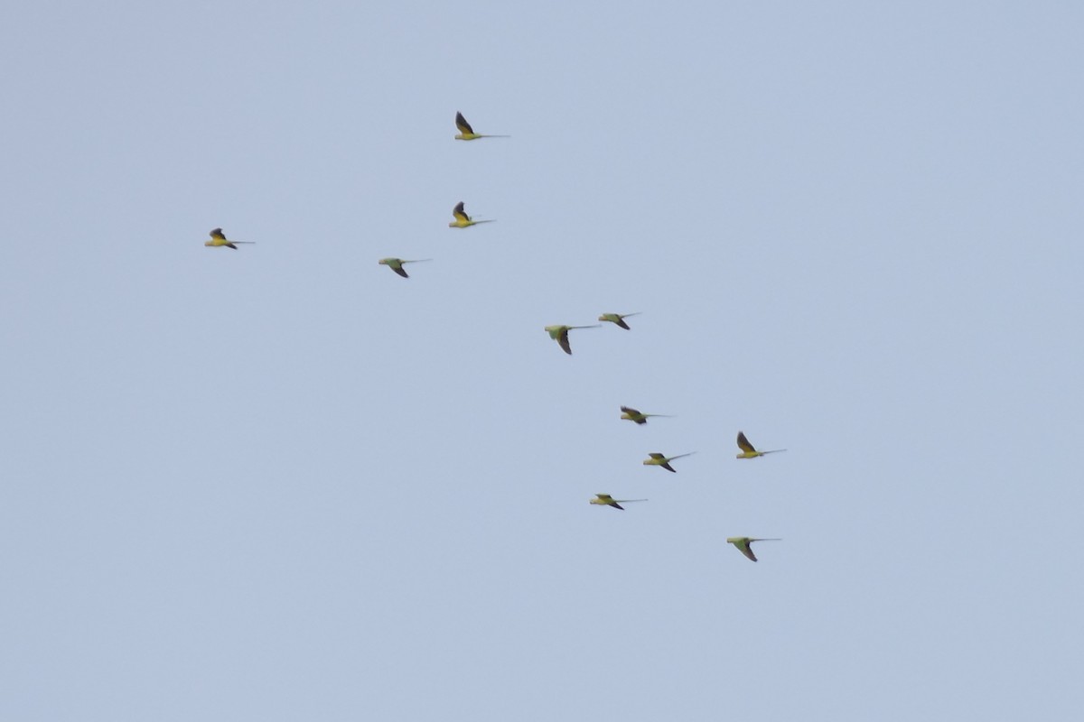 Rose-ringed Parakeet - ML128976151