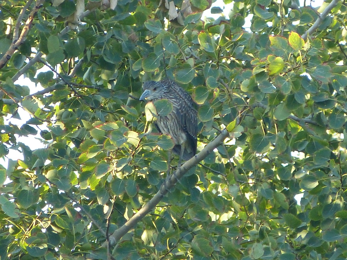 Yellow-crowned Night Heron - Alan Trautmann