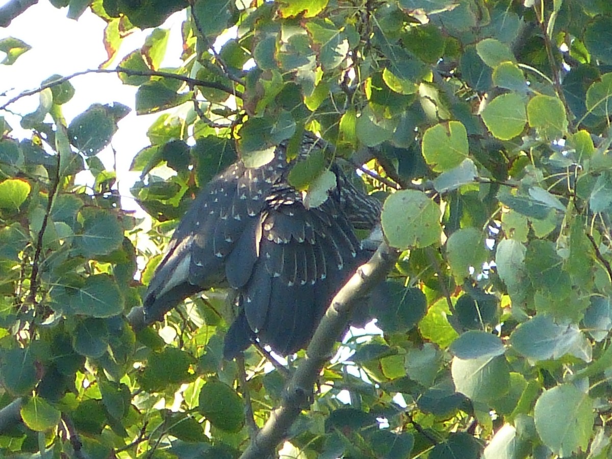 Yellow-crowned Night Heron - Alan Trautmann