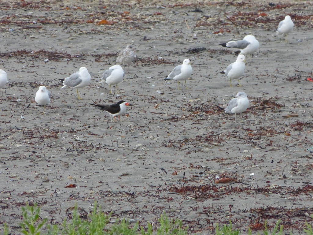 Black Skimmer - ML128980351