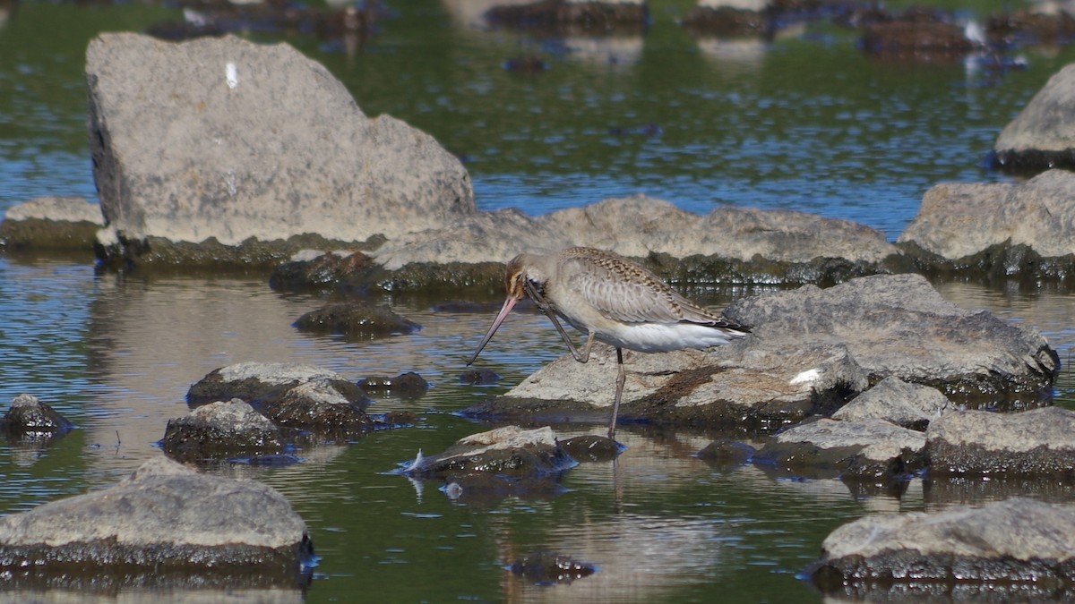 Hudsonian Godwit - ML128980921