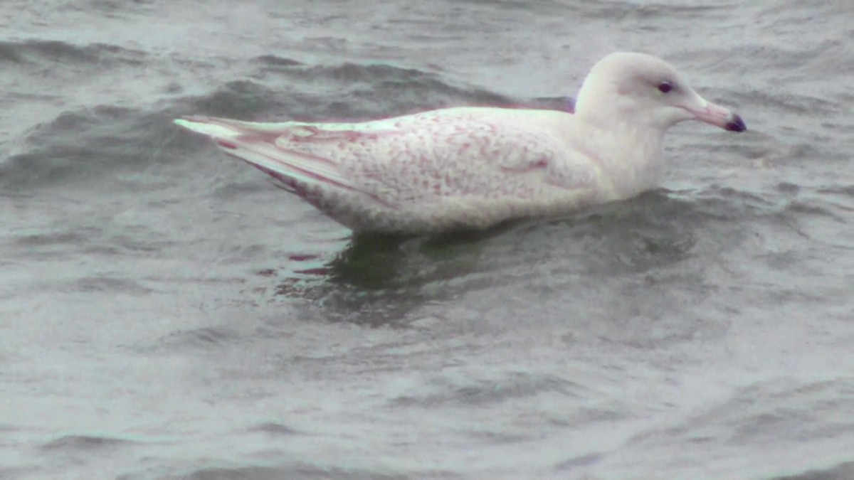 Glaucous Gull - ML128981211