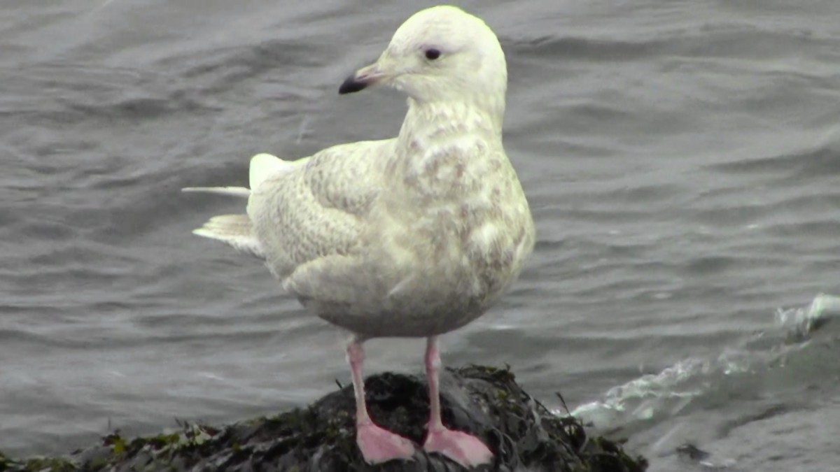 Iceland Gull (kumlieni/glaucoides) - Adrian Burke