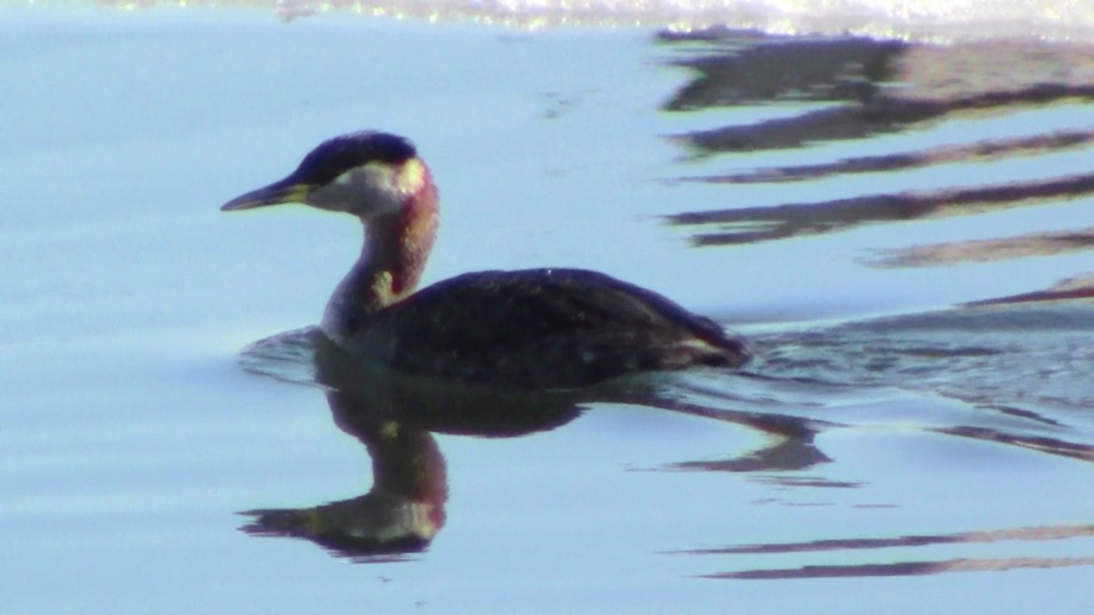 Red-necked Grebe - ML128981601