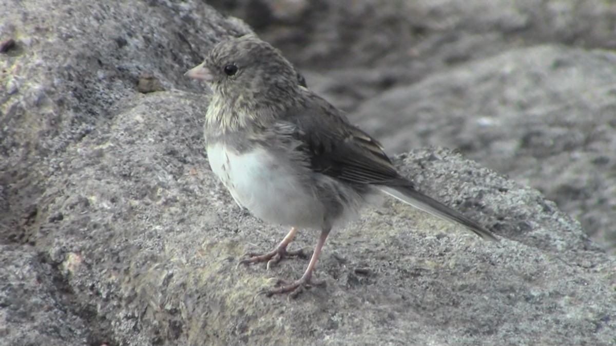Dark-eyed Junco - ML128983351