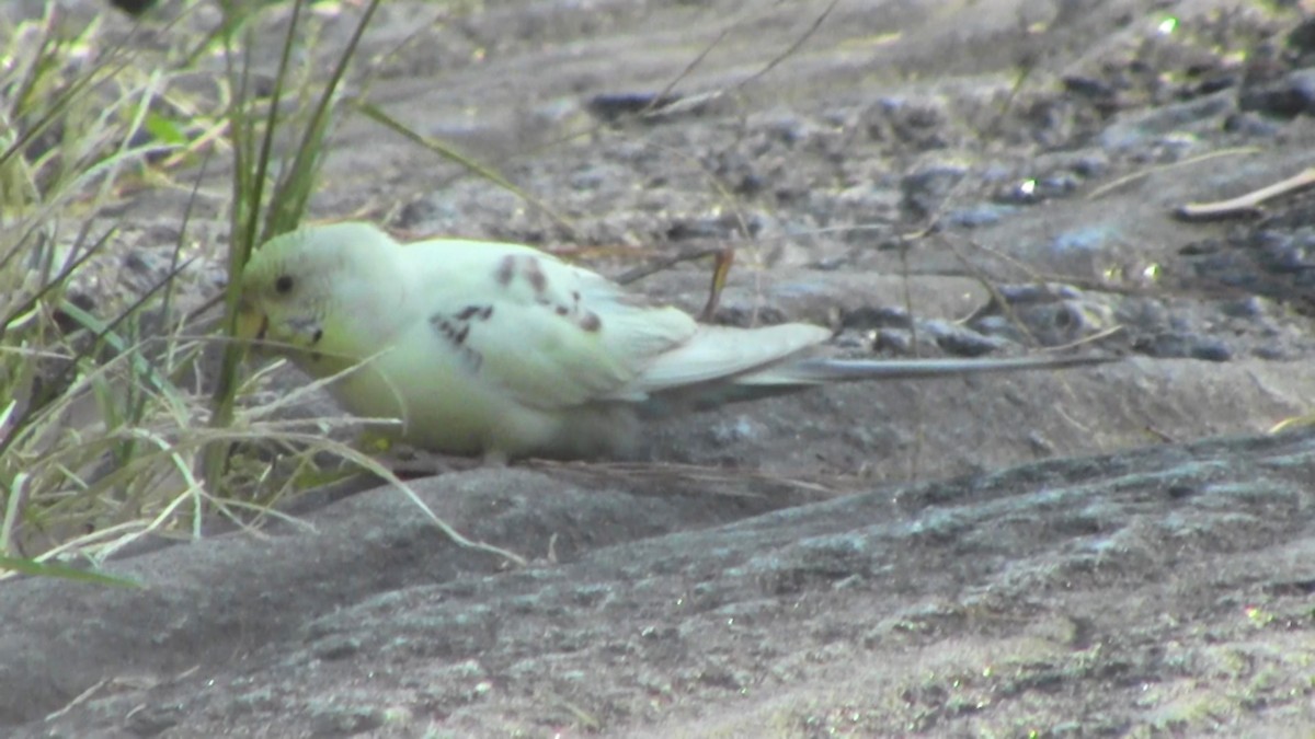 Budgerigar (Domestic type) - Adrian Burke