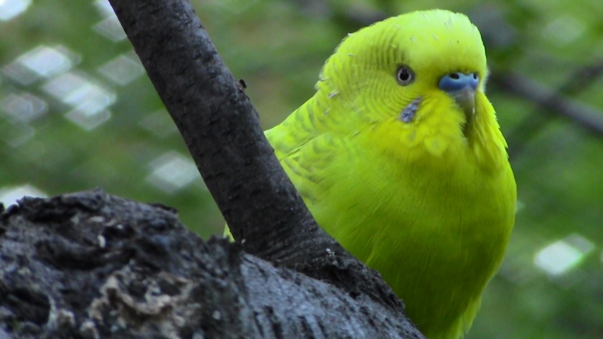 Budgerigar (Domestic type) - ML128984431