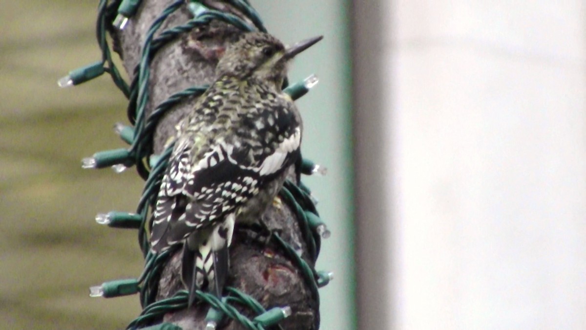 Yellow-bellied Sapsucker - ML128984931