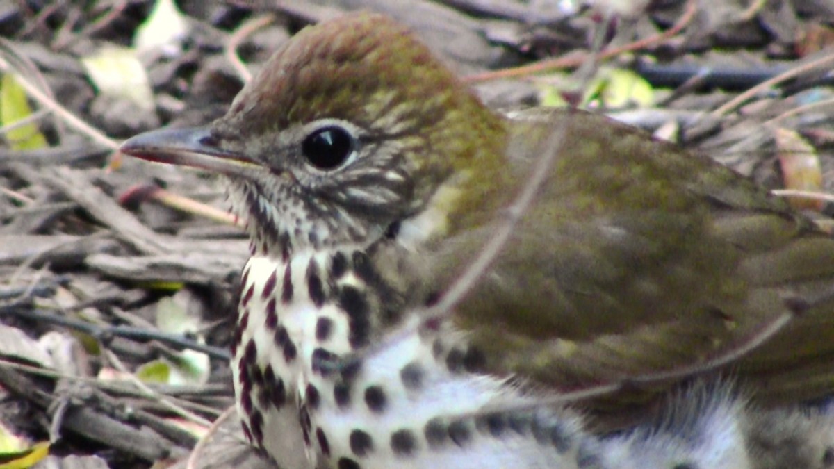 Wood Thrush - ML128984941