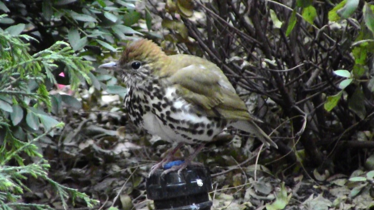 Wood Thrush - ML128985151