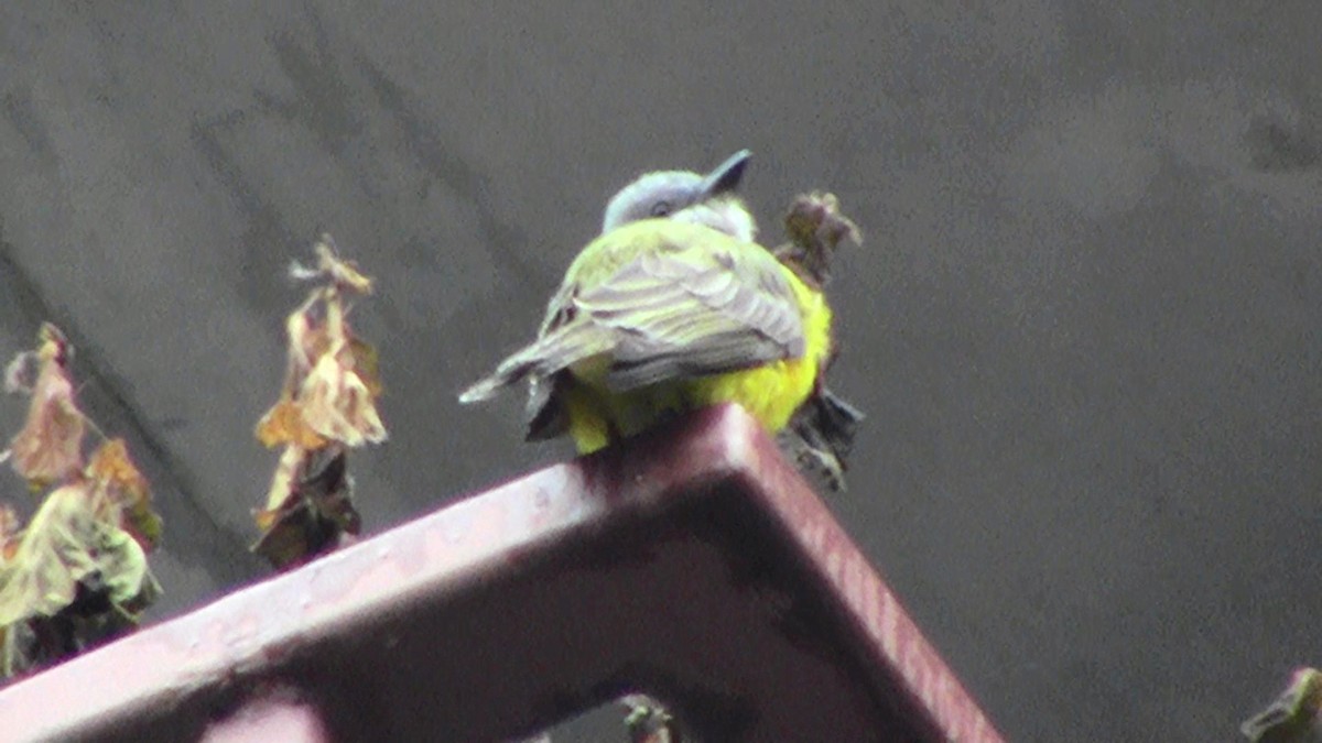 Couch's Kingbird - ML128985331