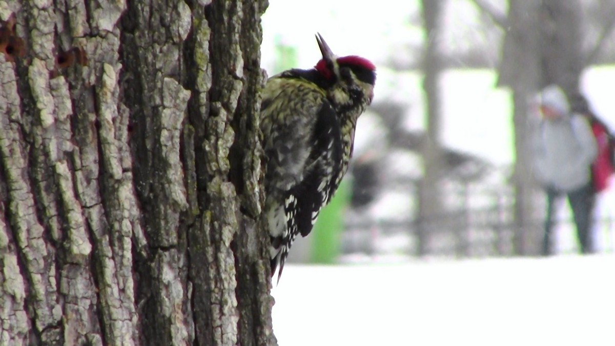 Yellow-bellied Sapsucker - Adrian Burke