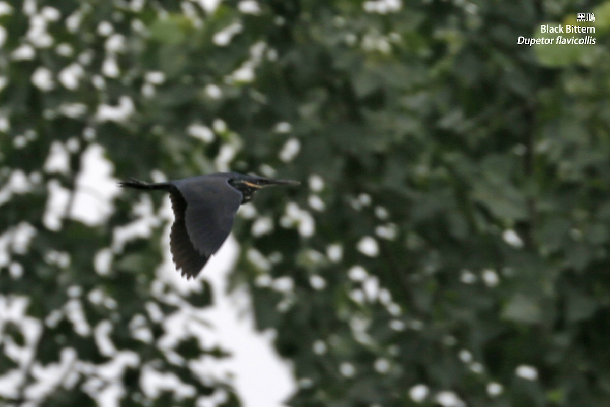 Black Bittern - ML128987751